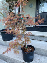 Load image into Gallery viewer, Acer palmatum dissectum &#39;Baldsmith&#39;

