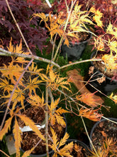 Load image into Gallery viewer, Acer palmatum dissectum &#39;Filigree&#39;
