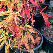 Load image into Gallery viewer, Acer palmatum dissectum &#39;Germaine&#39;s Gyration&#39;
