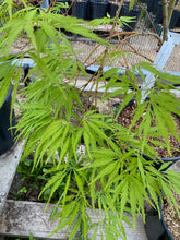 Load image into Gallery viewer, Acer palmatum dissectum &#39;Washi-no-o&#39;
