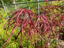 Load image into Gallery viewer, Acer palmatum &#39;Hupp&#39;s Red Willow&#39;
