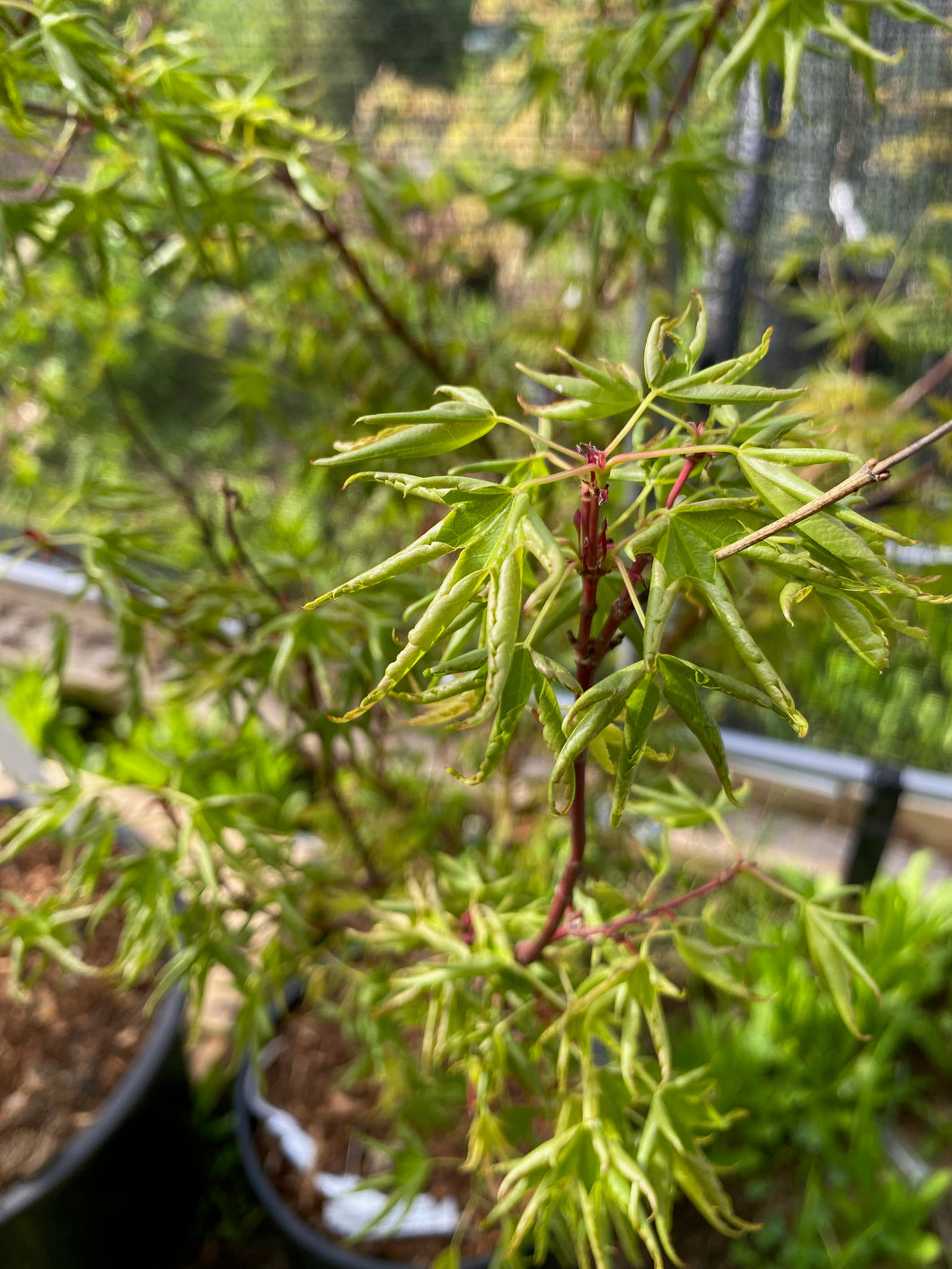 Acer palmatum 'Kurui jishi'