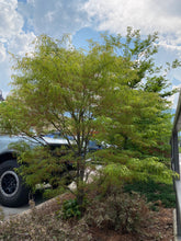 Load image into Gallery viewer, Acer palmatum &#39;Koto-no-ito&#39;

