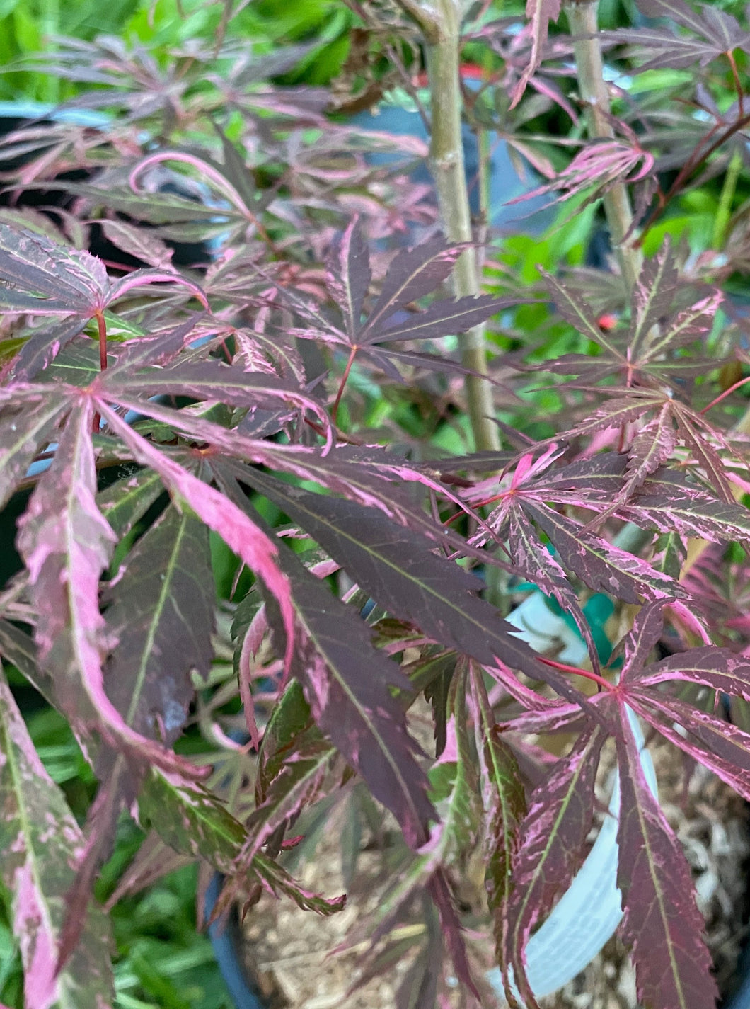 Acer palmatum 'Lileeanne's Jewel'