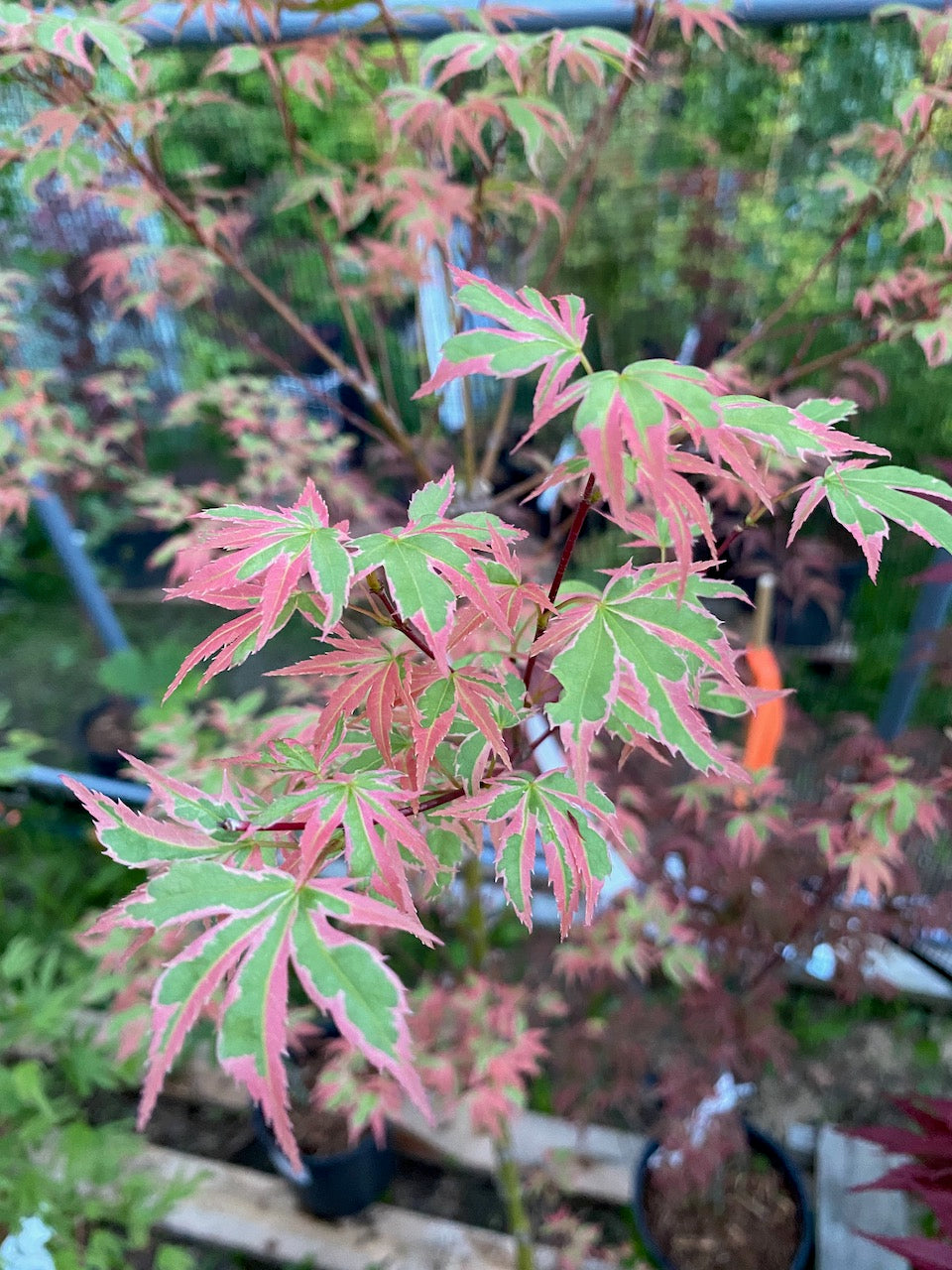 Acer palmatum 'Beni shichihenge'