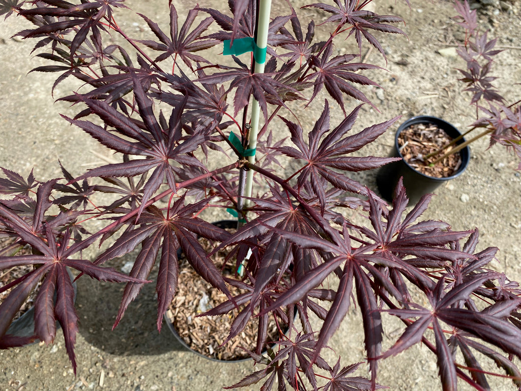 Acer palmatum 'Trompenburg'