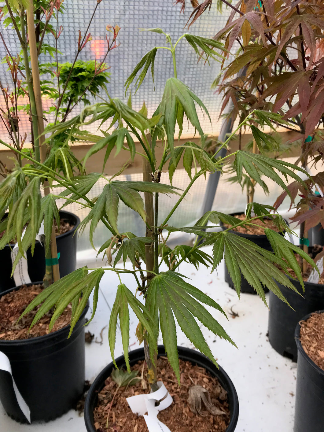 Acer shirasawanum 'Mr. Sun'