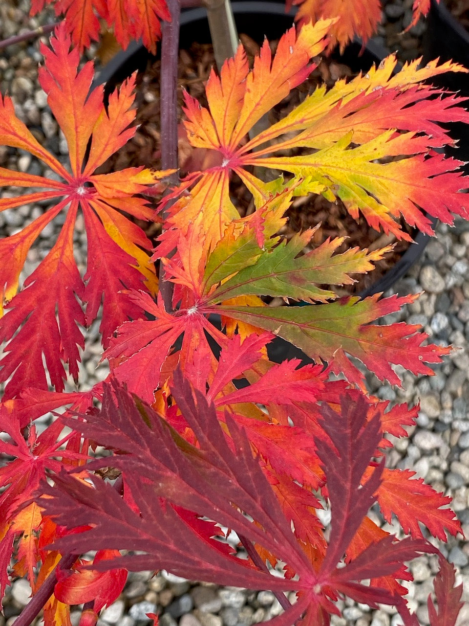Acer japonicum 'Aconitifolium'