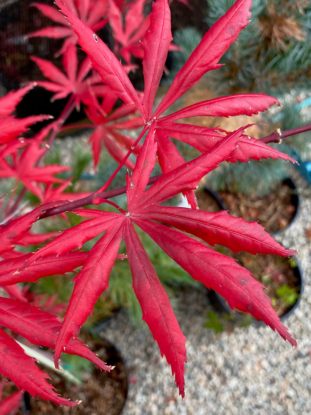 Acer palmatum 'Trompenburg'