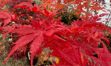 Load image into Gallery viewer, Acer palmatum &#39;Grandma Ghost&#39;
