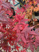Load image into Gallery viewer, Acer palmatum &#39;Shin deshojo&#39;
