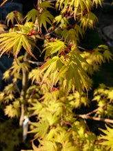 Load image into Gallery viewer, Acer palmatum &#39;Arakawa&#39;
