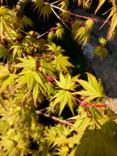 Load image into Gallery viewer, Acer palmatum &#39;Arakawa&#39;
