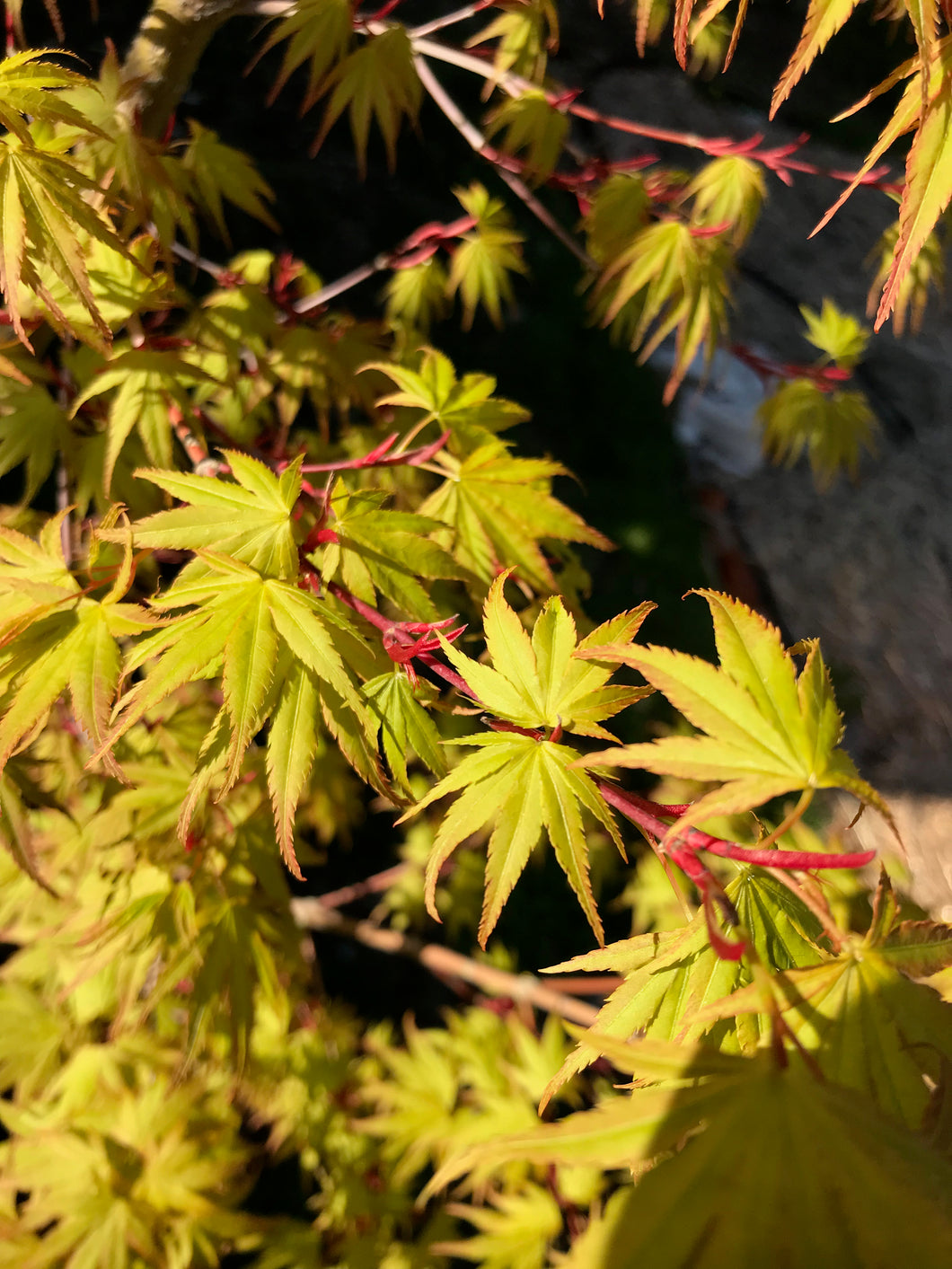 Acer palmatum 'Arakawa'