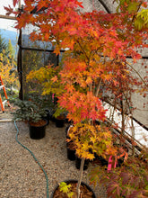 Load image into Gallery viewer, Acer palmatum &#39;Summer Gold&#39;
