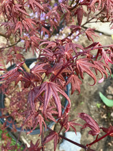 Load image into Gallery viewer, Acer palmatum &#39;Peve Starfish&#39;
