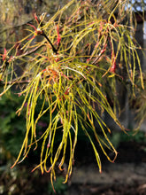 Load image into Gallery viewer, Acer palmatum &#39;Fairyhair&#39;
