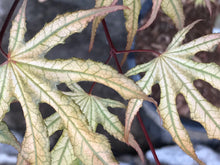 Load image into Gallery viewer, Acer palmatum &#39;Sawa chidori&#39;
