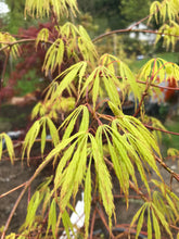 Load image into Gallery viewer, Acer palmatum dissectum &#39;Washi-no-o&#39;
