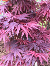 Load image into Gallery viewer, Acer palmatum &#39;Pixie&#39;
