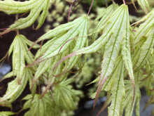 Load image into Gallery viewer, Acer palmatum &#39;White Peaches&#39;
