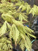 Load image into Gallery viewer, Acer palmatum &#39;Sister Ghost&#39;

