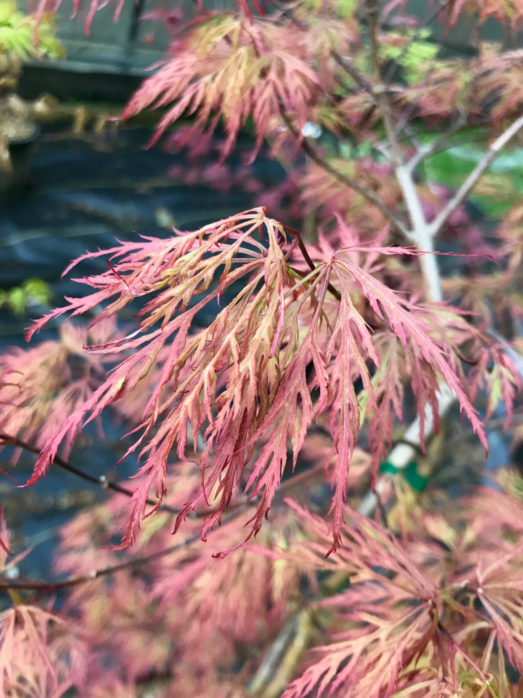 Acer palmatum dissectum 'Watnong'