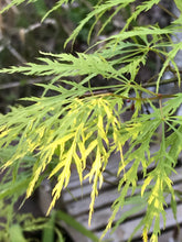 Load image into Gallery viewer, Acer palmatum dissectum &#39;Waterfall&#39;
