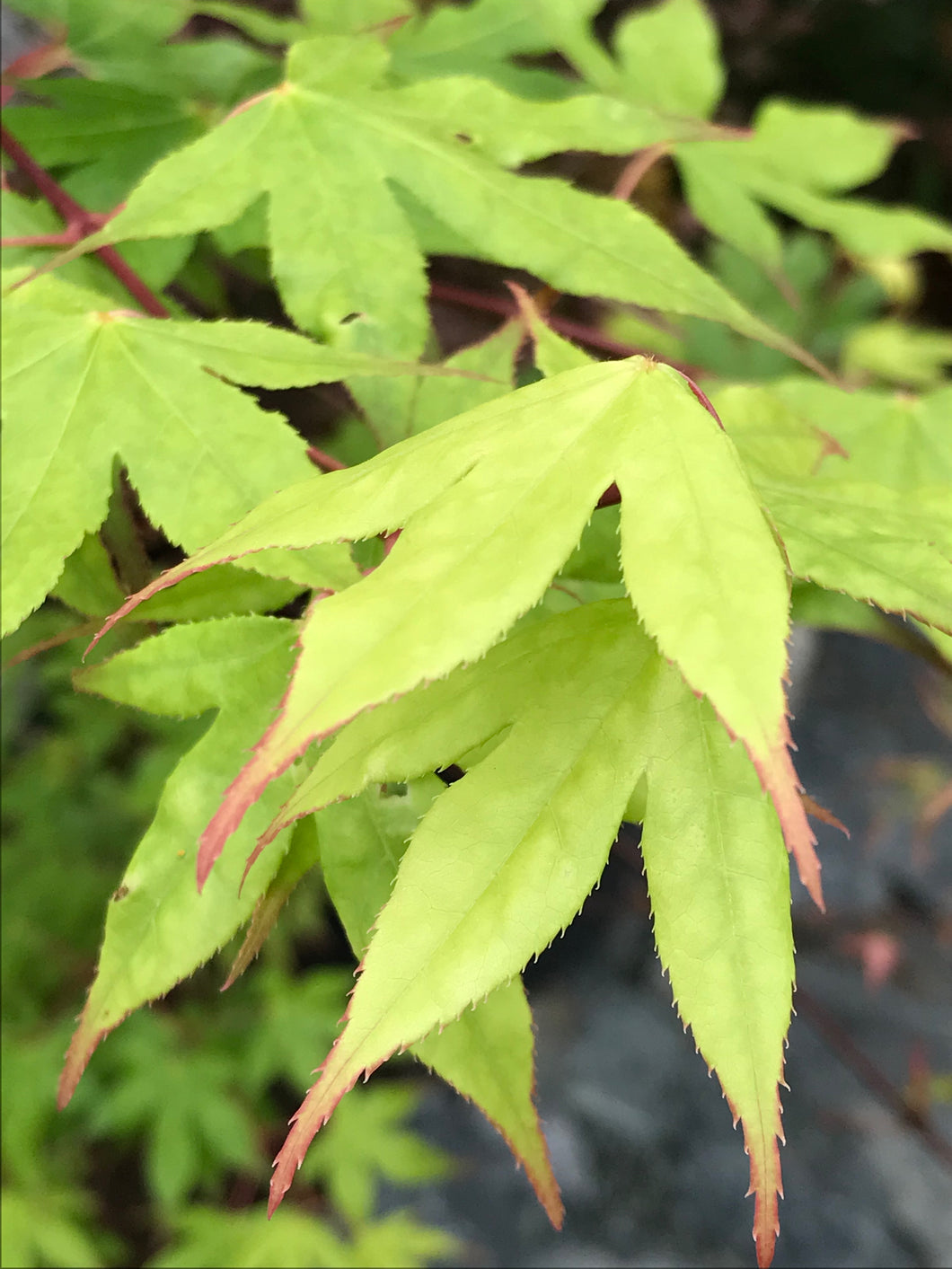 Acer palmatum 'Tsuma gaki'