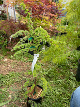 Load image into Gallery viewer, Larix decidua &#39;Pendula&#39;
