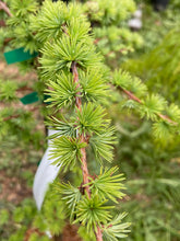 Load image into Gallery viewer, Larix decidua &#39;Pendula&#39;
