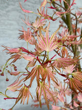 Load image into Gallery viewer, Acer palmatum &#39;Ikandi&#39;
