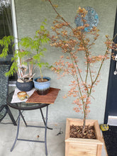 Load image into Gallery viewer, Acer palmatum &#39;Ikandi&#39;
