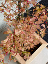 Load image into Gallery viewer, Acer palmatum &#39;Ikandi&#39;
