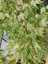 Load image into Gallery viewer, Acer palmatum &#39;Ikandi&#39;
