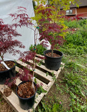 Load image into Gallery viewer, Acer palmatum dissectum &#39;Inaba shidare&#39;
