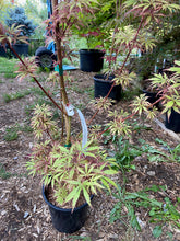 Load image into Gallery viewer, Acer palmatum &#39;Jerre Schwartz&#39;
