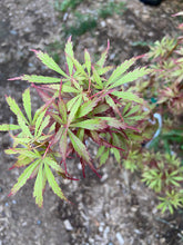 Load image into Gallery viewer, Acer palmatum &#39;Jerre Schwartz&#39;
