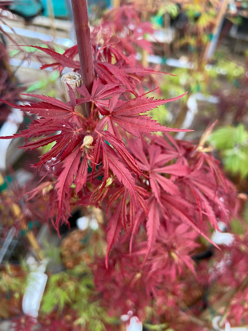 Acer palmatum 'Jerre Schwartz'