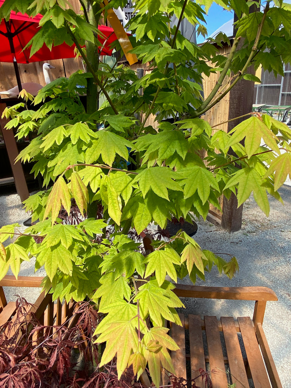 Acer palmatum 'Jessica'