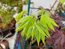 Load image into Gallery viewer, Acer palmatum &#39;Jessica&#39;
