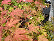 Load image into Gallery viewer, Acer palmatum &#39;Jubilee&#39;
