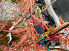 Load image into Gallery viewer, Acer palmatum &#39;Jubilee&#39;
