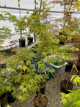 Load image into Gallery viewer, Acer palmatum &#39;Jubilee&#39;
