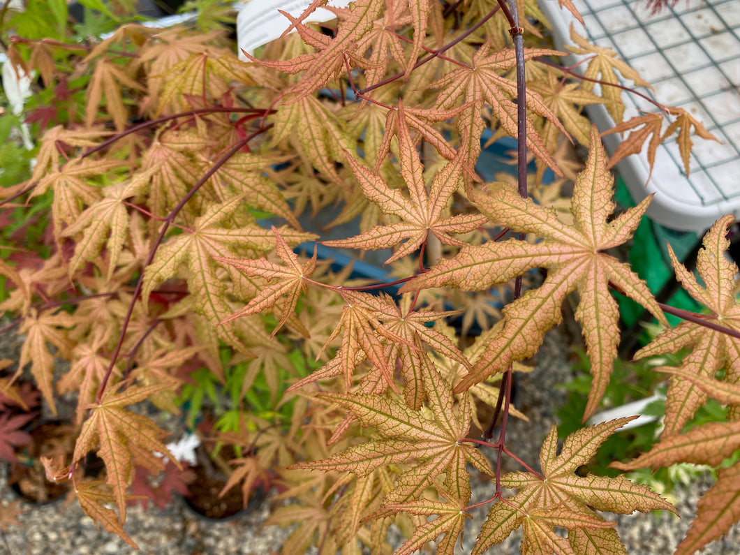 Acer palmatum 'Jubilee'