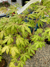 Load image into Gallery viewer, Acer palmatum &#39;Jubilee&#39;
