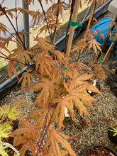 Load image into Gallery viewer, Acer palmatum &#39;Jubilee&#39;
