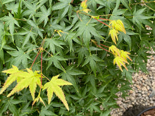 Load image into Gallery viewer, Acer palmatum &#39;Kiyohime&#39;
