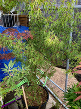 Load image into Gallery viewer, Acer palmatum &#39;Kurui jishi&#39;
