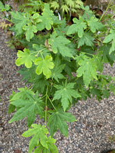 Load image into Gallery viewer, Acer palmatum &#39;Koyamandi nishiki&#39;
